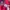 Adidas Sportswear Track jacket Wanita pink photo 7