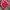 Adidas Sportswear Track jacket Wanita pink photo 4