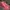 Casual Boots Wanita pink photo 1