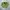 Gildan Casual Hoody Pria green photo 5