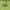 Gildan Casual Hoody Pria green photo 3