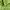 Gildan Casual Hoody Pria green photo 4