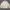 Polo Ralph Lauren Casual Harrington Jacket Pria Cream