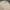 Polo Ralph Lauren Casual Harrington jacket Pria cream photo 2
