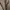 Dickies Casual Casual pants Pria khaki photo 7