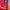 Adidas Casual Track jacket Pria red yellow photo 3