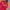Adidas Casual Track jacket Pria red yellow photo 2