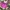 Visval Minimalist Casual Bags & Purse Wanita Pink