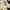 Airwalk Casual Sneakers Pria white tan photo 2