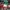 Adidas Vintage Streetwear Jersey Pria green photo 5