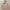 Dickies Casual Hoody Pria tan photo 1