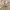 Dickies Casual Hoody Pria tan photo 3