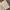 Minimalist Culotte Wanita cream photo 3
