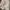 Minimalist Culotte Wanita cream photo 2