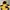 The North Face Sportswear Puffer jacket Pria yellow photo 3