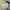 Converse Sportswear Minimalist Jersey Pria White Yellow