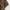 Uniqlo Casual Casual shirt Pria brown photo 5