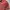 Carhartt Casual Denim jacket Wanita pink photo 2