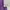 Uniqlo Minimalist Casual Jeans Pria purple photo 5