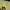 Sportswear Track Jacket Wanita Yellow