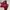 Dr. Martens Streetwear Boots Wanita red photo 2