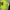 Streetwear Bomber jacket Pria green photo 2