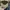 New Era Casual Hat Pria brown photo 5