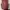 Vintage Indie Vest Pria burgundy photo 2