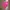 Adidas Sportswear Casual Hoody Wanita pink photo 2