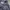 Adidas Streetwear Sportswear Windbreaker Wanita navy photo 5
