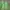 Futurist Track jacket Pria green photo 1
