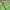 Futurist Track Jacket Pria Green