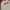 Obey Streetwear Skater Sweatshirt Pria white photo 2