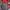 Head Sportswear Puffer jacket Pria red photo 2