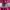 Under Armour Streetwear Sportswear Short Wanita pink photo 4