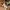 Casual Evening dress Wanita tan cream photo 1
