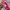 Adidas Sportswear Sneakers Wanita pink photo 2