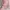 Japanese brand Coquette Casual Summer dress Wanita pink photo 4