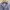Uniqlo Minimalist Futurist Formal shirt Pria purple white photo 2