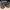 VANS Skater Indie Sneakers Pria tan gray photo 2