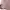 Goth Emo Scarf Wanita white pink photo 3