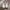 Dickies Casual Sneakers Pria white photo 4