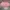 Levi's Sportswear Minimalist Boxer Pria pink photo 1