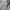Dickies Casual Parka Pria green photo 6
