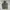 Dickies Casual Parka Pria green photo 4