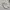 Adidas Casual Sneakers Pria cream photo 1