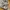 New Balance Streetwear Sportswear Sneakers Wanita tan brown photo 7