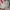Ames Vintage Leather jacket Pria cream photo 3