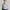 Polo Ralph Lauren Casual Formal shirt Pria blue photo 7