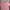 Tommy Hilfiger Casual Casual shirt Pria pink photo 2
